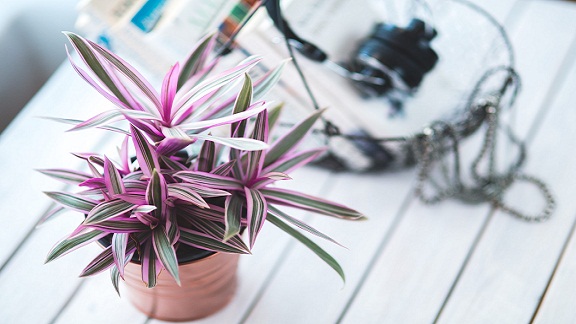 plantes d'intérieur