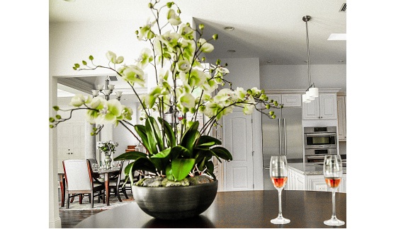 Plante d'intérieur